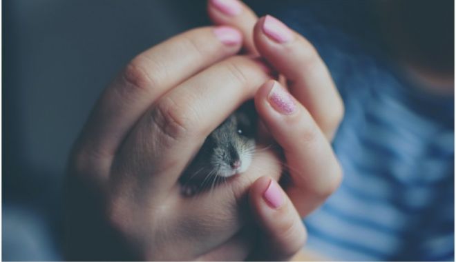 Variola maimuței ar putea deveni endemică în Europa dacă se răspândește la animalele de companie