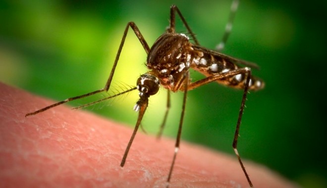 SUA: Număr record de persoane infestate cu virusul Nilului de Vest, care a făcut zeci de morți - main-1345707242.jpg