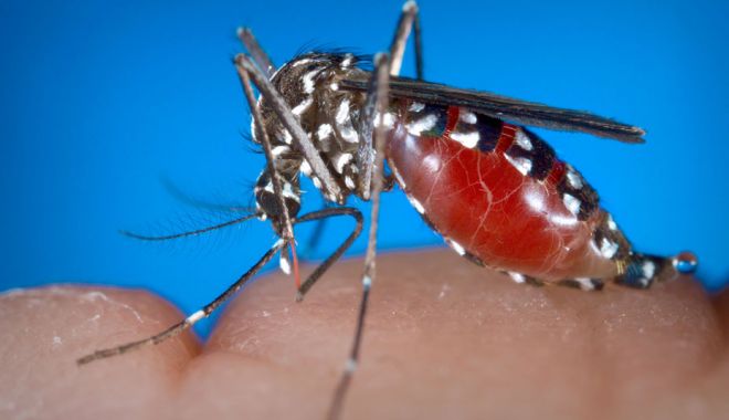 ALERTĂ! 19 cazuri de infecție cu virusul West Nile - main928px-1567071347.jpg