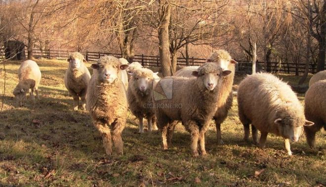 Mâine începe plata ajutorului pentru ameliorarea raselor de animale - maineincepeplataajutorului-1533130767.jpg