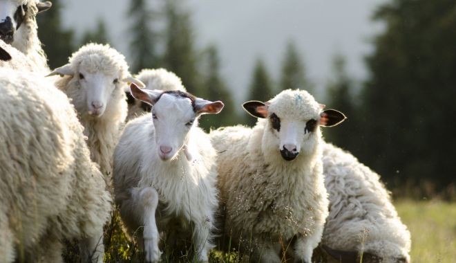 Mai puţine animale exportate - maiputineanimale-1610110037.jpg