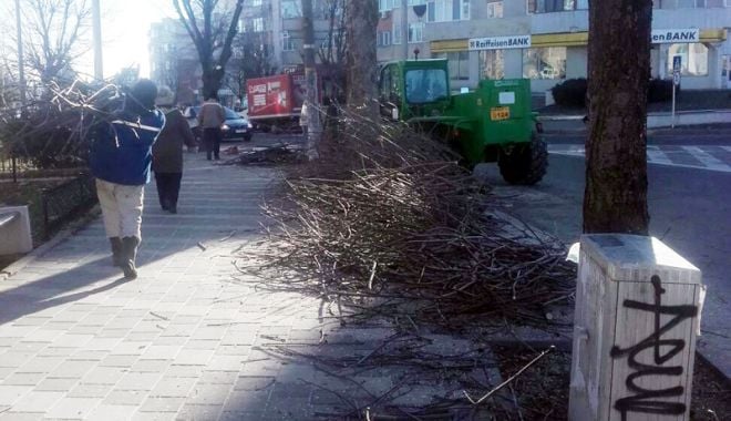 Primăria Mangalia  a început toaletarea copacilor  din localitate - mangalia-1516980738.jpg