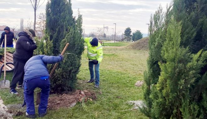 Administraţia locală din Mangalia, campanie de plantare a peste 300 de arbori - mangaliaarbusti-1671216257.jpg