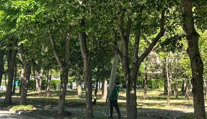 Administraţia locală din Mangalia menţine localitatea în topul oraşelor verzi