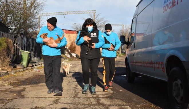 Maratonul Responsabilității, la Constanța. 197 de animale sterilizate în două zile - maratonulresponsabilitatii1-1638448656.jpg