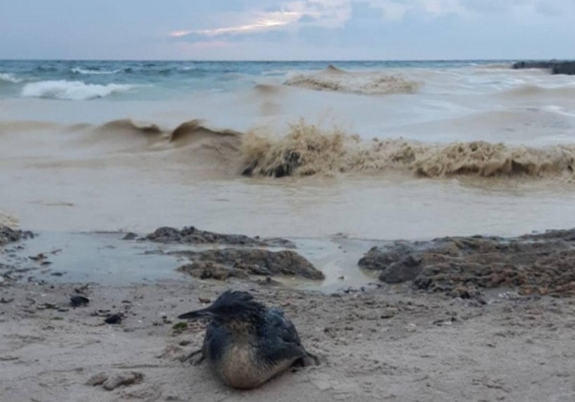 Poluare cu ulei de floarea-soarelui la Marea Neagră. Zeci de păsări moarte - mareaneagrapoluareuleiodesatw2-1766677742.webp