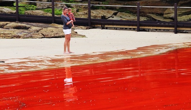 Galerie foto/ Marea de sânge din Australia - marerosie-1354019769.jpg