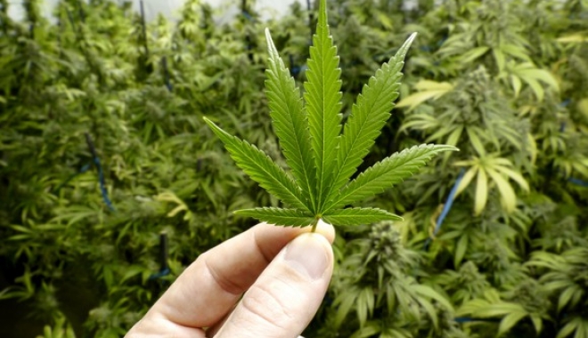 Olanda legalizează cultivarea marijuanei - marijuana-1487775497.jpg