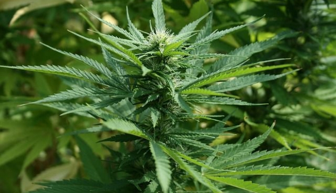 Propus pentru arestare preventivă, după ce a cultivat canabis în casă și într-un solar - marijuana1692939640-1513602890.jpg