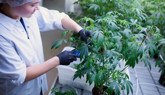 Marijuana devine legală  și în scop recreațional - marijuanadevine-1490701974.jpg