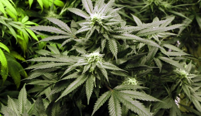 Șase persoane arestate, printre care o româncă, după descoperirea a o mie de plante de marihuana, în Spania - marijuanatourismjpeg31280x960-1376153185.jpg