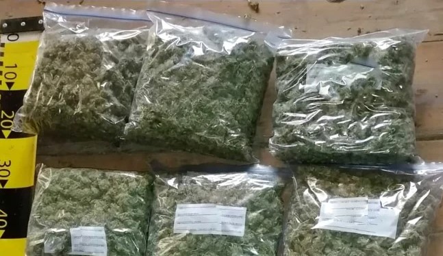 Percheziții în Timiș, în dosarul crimei de la Cenei. Au fost confiscate cantități mari de canabis și cristal - mario-b-canabis-1772102780.webp