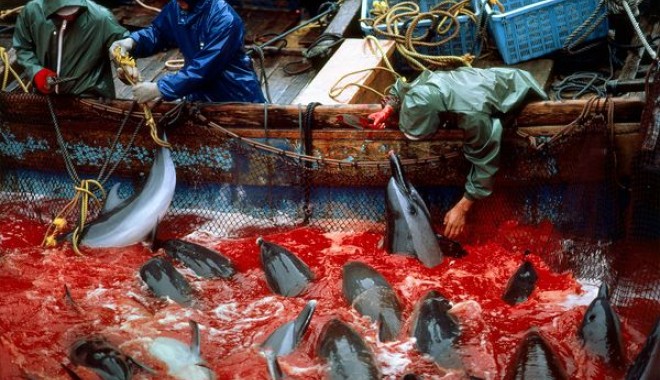 Masacrul delfinilor  de la Marea Neagră - masacrudedifini3-1375166779.jpg