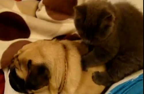 O pisică, cea mai bună maseuză din lume VIDEO - masaj50968000-1330865597.jpg