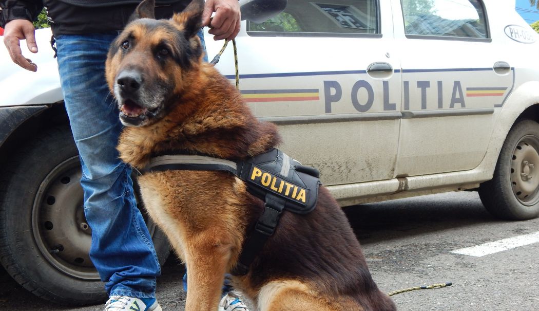 Doi mascați, prinși de un câine polițist în timp ce își dădeau foc la haine ca să scape de probe
