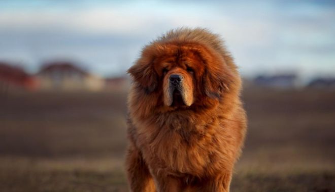 Cel mai frumos Mastiff Tibetan din lume trăieşte în România şi împlineşte curând şase ani - mastiff-1676113138.jpg