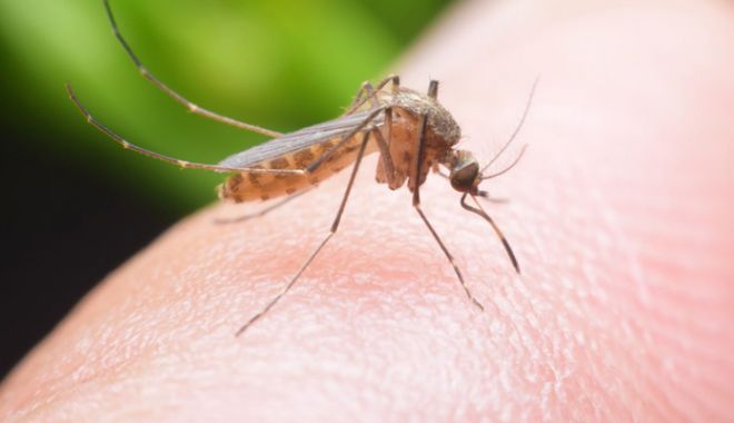 12 decese,  din cauza infecției cu virusul West Nile - masuri-1535724992.jpg