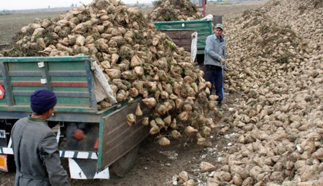 Măsuri pentru relansarea producției de zahăr românesc - masuripentrurelansareaproductiei-1668951227.jpg