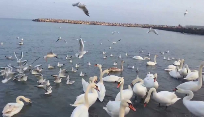 GRIPĂ AVIARĂ LA CONSTANȚA / Măsuri speciale, în Portul Constanța - masurispecialegripaaviara-1481020631.jpg