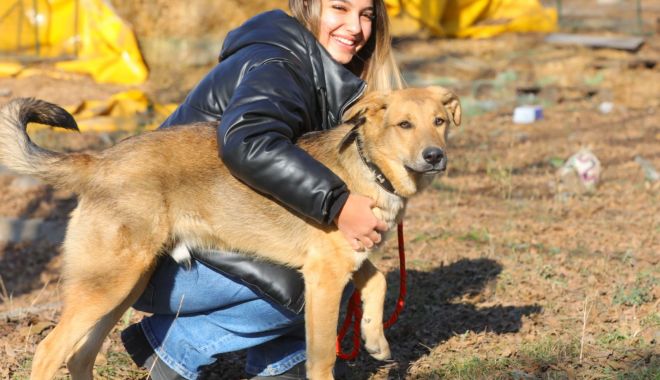 Abandonat și legat de un gard, Max a primit o nouă şansă la viaţă - max-1668779833.jpg