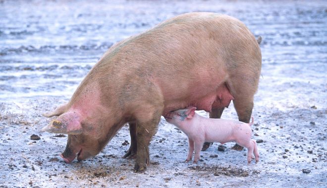 Fermierii vor avea voie să crească MAXIM 5 porci în gospodării! - maxim5porci-1612090928.jpg