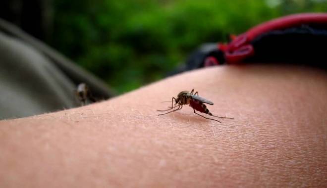 ALERTĂ MAXIMĂ! Virusul Zika cuprinde Europa - maxresdefault-1454326120.jpg