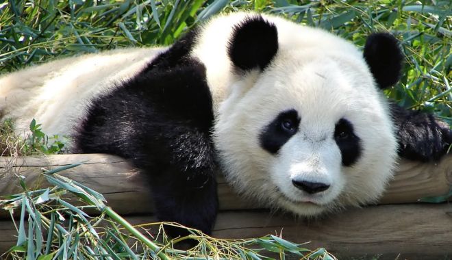 Urșii panda nu mai sunt o specie în pericol, ci una „vulnerabilă” - maxresdefault-1625669225.jpg