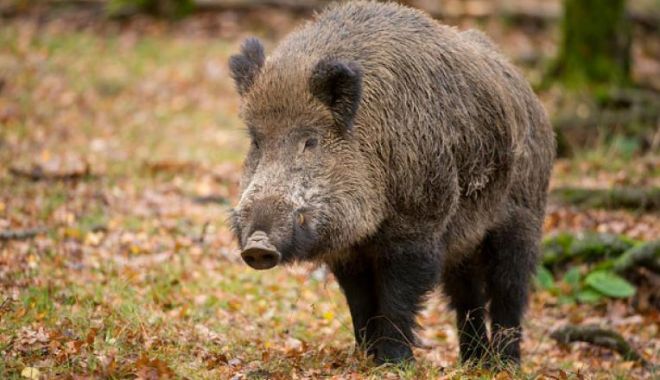 Femeie atacată de un porc mistreț! A fost emis mesaj Ro-Alert - mczoyxnopte0mji1njlkztvkodfkowuz-1574949278.jpg