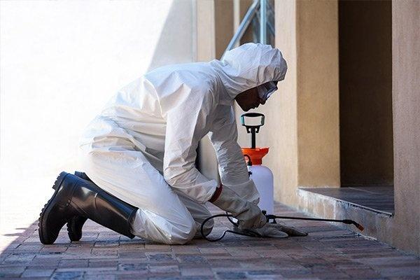 Administraţia locală din Medgidia desfăşoară încă o acţiune de dezinsecţie în municipiu