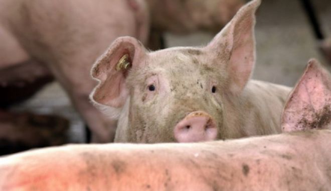 FOCAR DE PESTĂ PORCINĂ, ÎN ROMÂNIA! Un virus mortal, identificat de autorități - media151523944415580200-1521106283.jpg