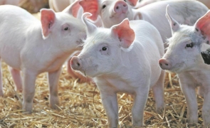 Virusul gripei porcine, confirmat! Ce spun autoritățile - media152881413024236200-1548020120.jpg