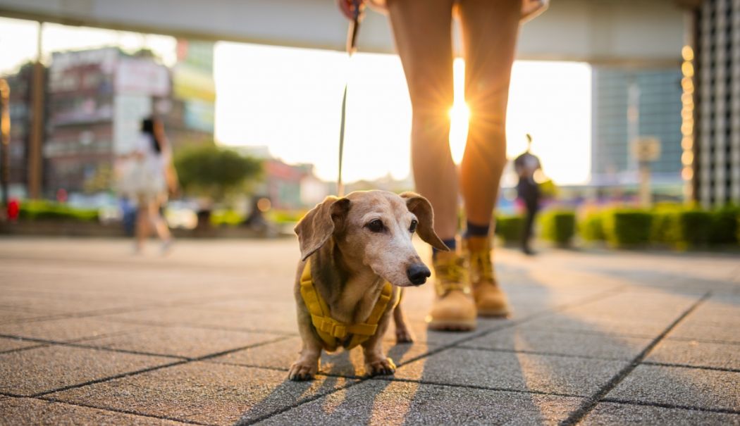 Vânzarea câinilor și pisicilor în pet shop-uri, interzisă! Reguli noi în toată Europa - media174041850851511300-1753777702.jpg