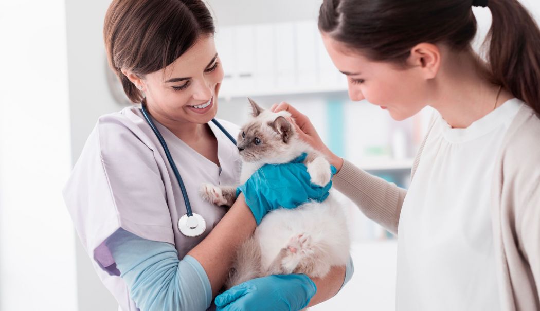 România, singura ţară din Europa care poate asigura un medic veterinar în fiecare localitate