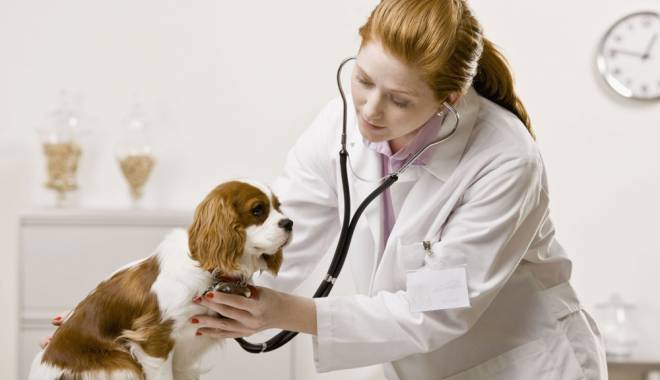 Medicii veterinari din Europa și-au dat întâlnire. Iată unde - mediciiveterinari-1433500557.jpg