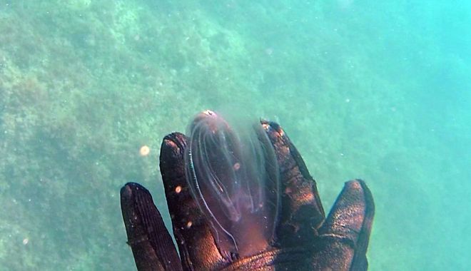26 de specii invazive au fost descoperite de cercetători în Marea Neagră