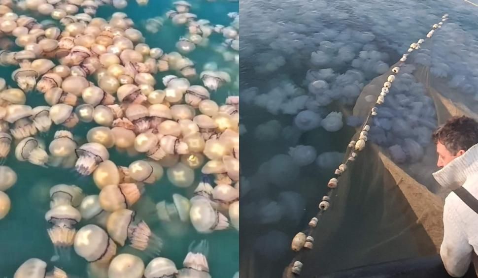 Meduzele moarte au invadat litoralul românesc. Cum explică biologii