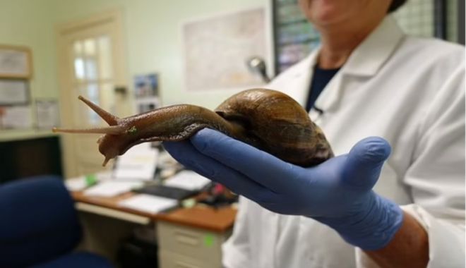 Melci uriași, de mărimea șobolanilor au invadat Florida. Un întreg oraș a intrat în carantină