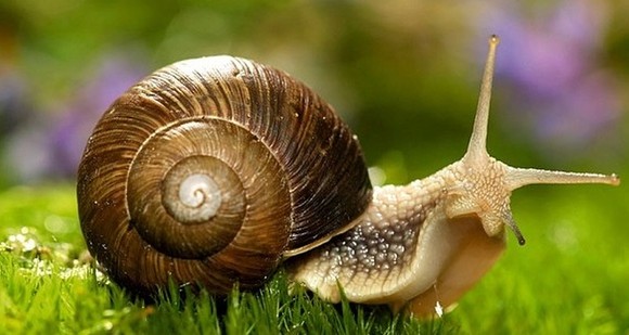 De ce să strivești un melc? Părerea unui ardelean - melcnaturashop0-1514887309.jpg