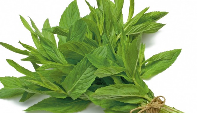 Porția de natură - menta-1345819645.jpg