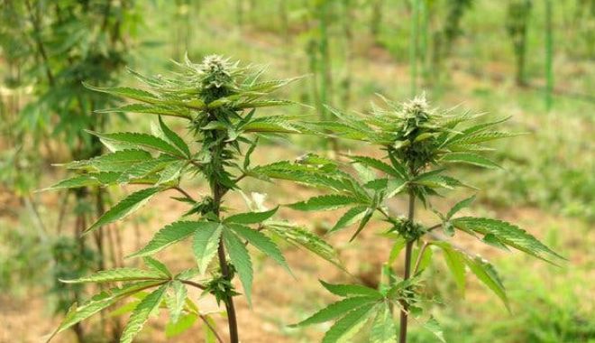 CULTURĂ OUTDOOR DE CANNABIS, descoperită de polițiști - merlin1539447690c1e7ae1d59149f9a-1570446884.jpg