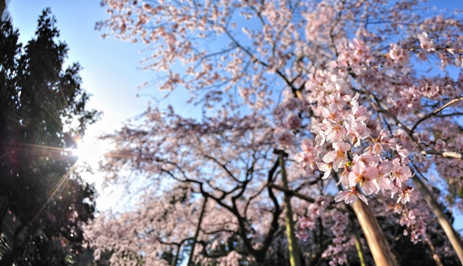PROGNOZA METEO PE DOUĂ SĂPTĂMÂNI: Cum va fi vremea în weekendul de 1 mai - meteo1-1492427024.jpg