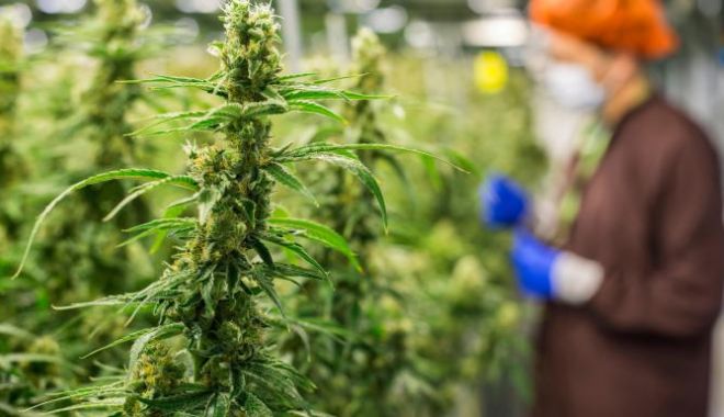 CULTURĂ ILEGALĂ DE CANNABIS, DESCOPERITĂ DE POLIȚIȘTI - methode2ftimes2fprod2fweb2fbin2f-1530773759.jpg