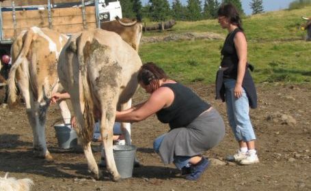 Micii producători de lapte primesc 11 milioane de euro - miciiproducatoridelapte-1491482095.jpg