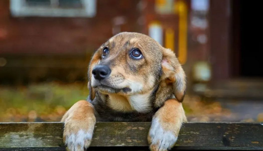 Microciparea și sterilizarea animalelor este o obligație a stăpânilor! - microcipare-1720434923.jpg