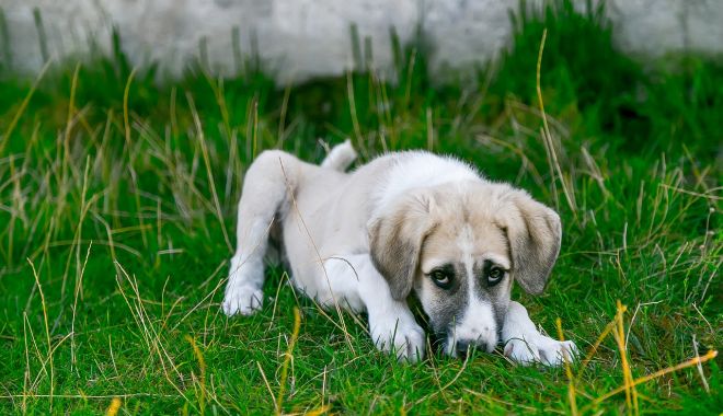 Aveți un câine? Nu mai stați pe gânduri și microcipați-l!