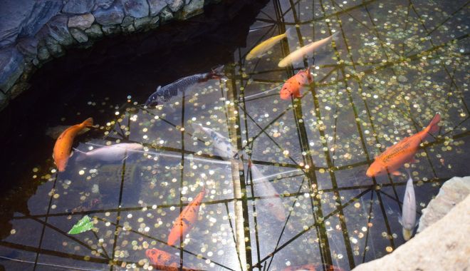 Fontana di Trevi de la Delfinariul din Constanța. Viața peștilor, în pericol din cauza superstițiilor - microrezervatie17-1533639382.jpg