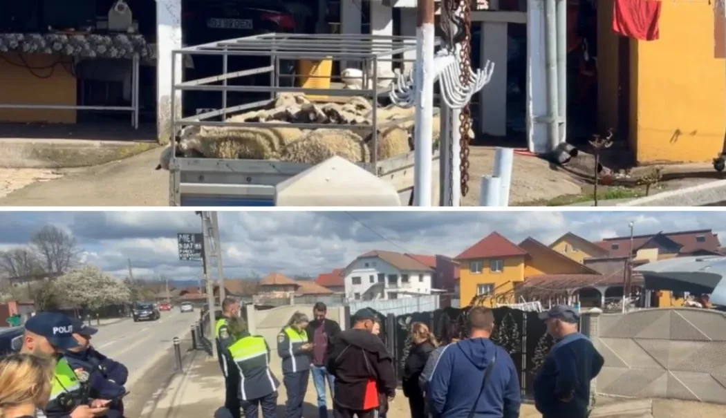 Miei sacrificați în mijlocul străzii. Poliția chemată să intervină - miei-sacrificati-1775225109.webp