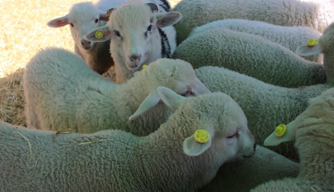 România ar putea relua exporturile de ovine în Turcia începând cu 15 noiembrie - miei10-1382362815.jpg