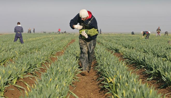 Parlamentul UE va analiza respectarea drepturilor muncitorilor sezonieri din România - migrantworkertimscrivenerts5621-1590424639.jpg