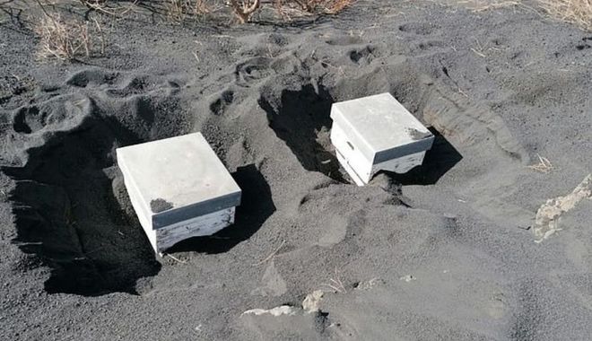 Mii de albine au fost găsite în viaţă după ce au stat îngropate sub cenuşă vulcanică - miidefamiliidealbineaufostgasite-1636729796.jpg
